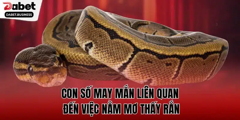 Con số may mắn liên quan đến việc nằm mơ thấy rắn