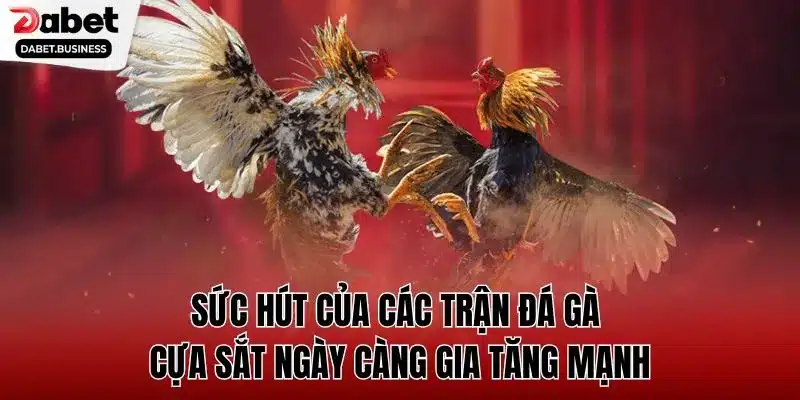 Sức hút của các trận đá gà cựa sắt ngày càng gia tăng mạnh