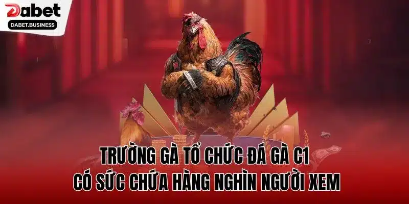 Trường gà tổ chức đá gà C1 có sức chứa hàng nghìn người xem